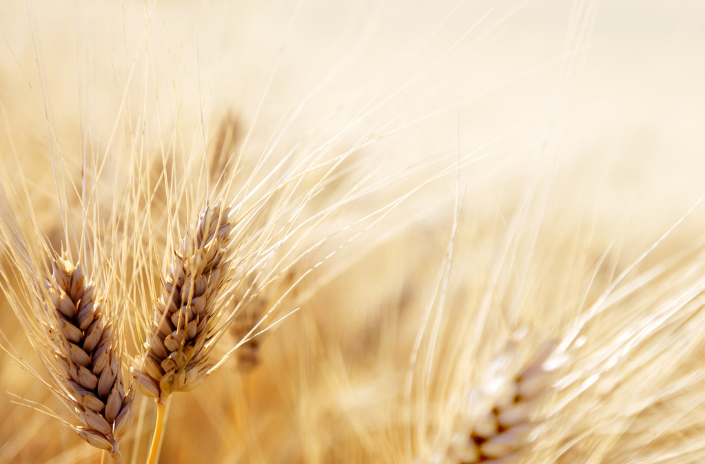 新麦步入收获阶段 美小麦期货市场压力显现