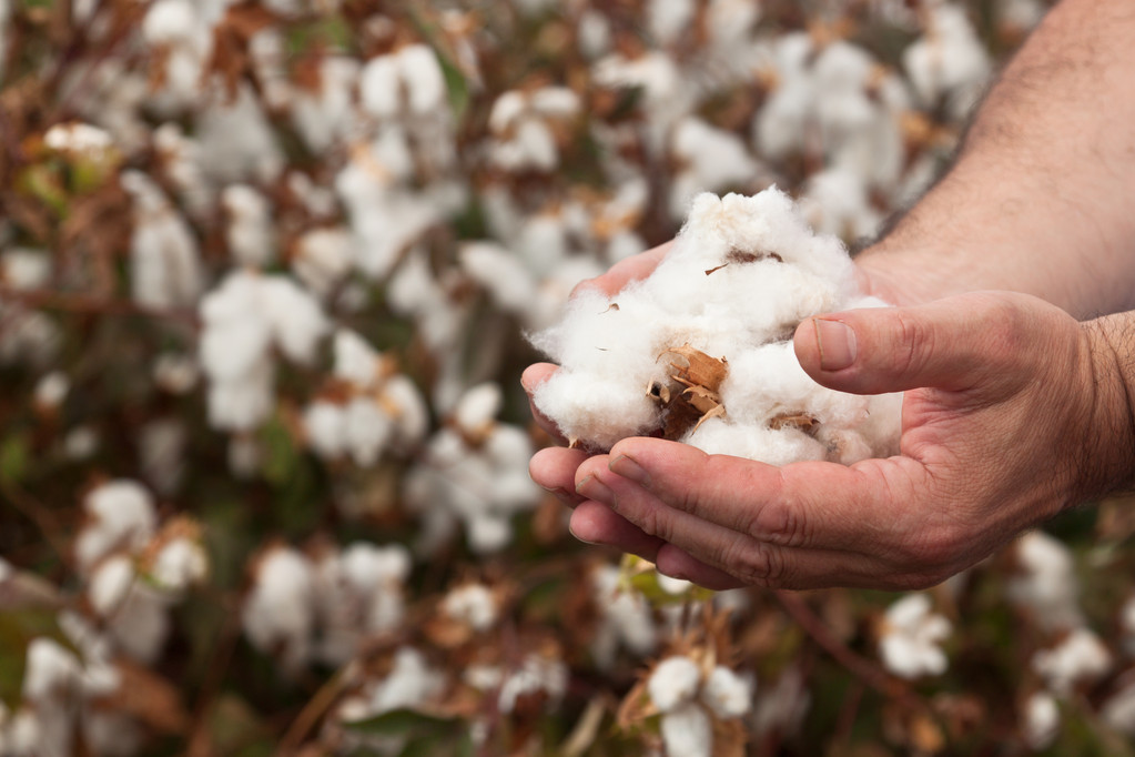 厂商订单需求较少 国内棉花价格受压制