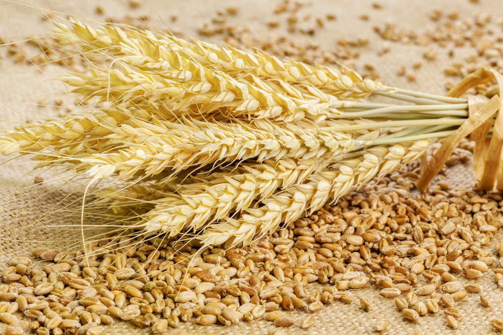产区收获步伐快速推进 美小麦市场构成压力