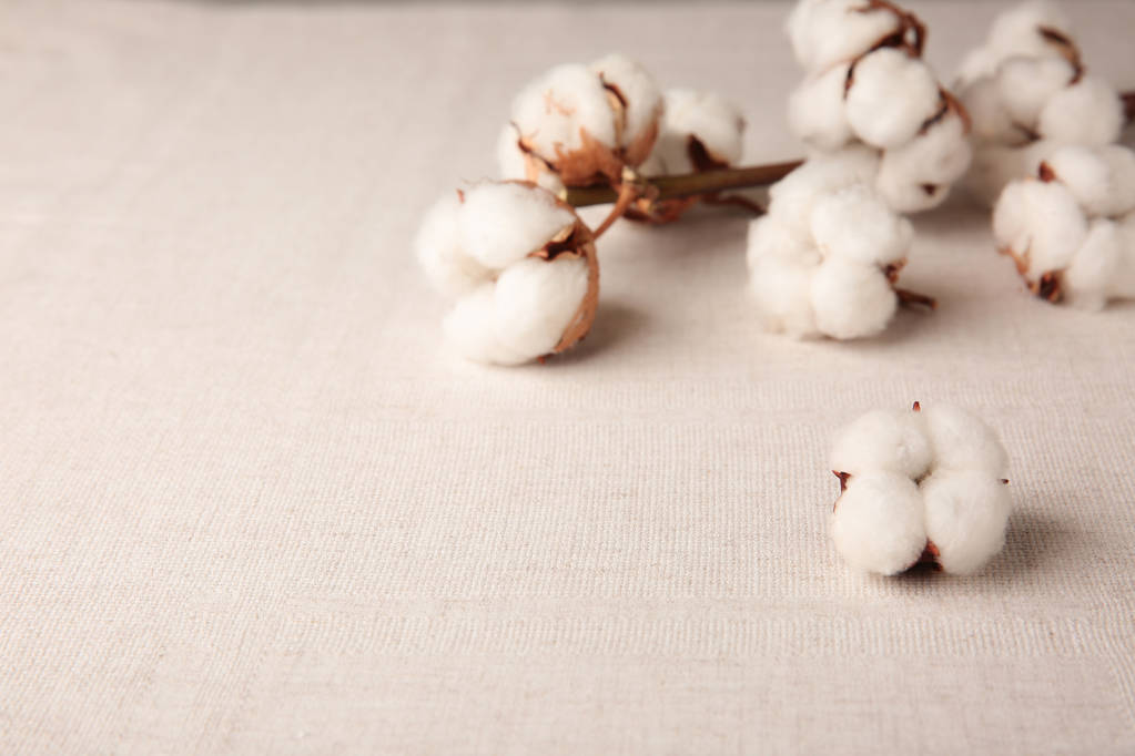 棉花累计的利空因素较多 短期或仍呈震荡下行趋势