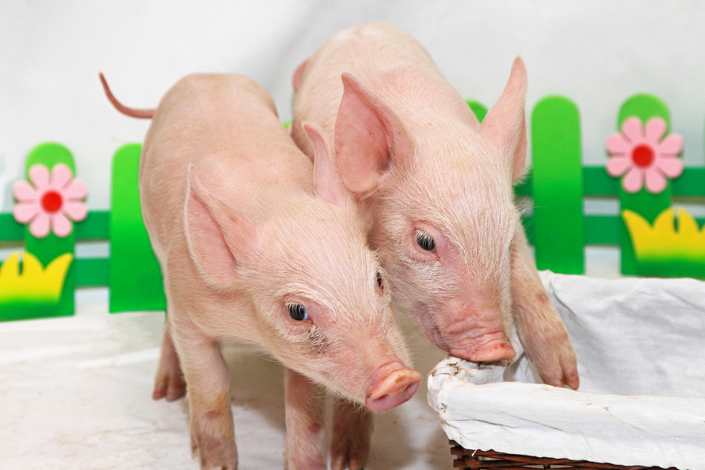 二次育肥需求再起 短期生猪市场或震荡上行