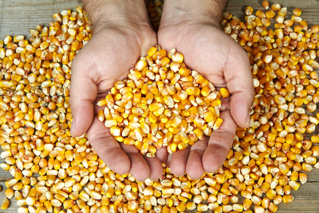 饲料企业需求一般 短期玉米价格弱势波动