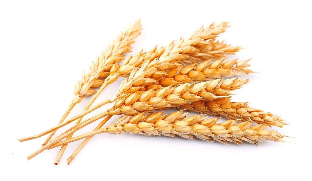 贸易主体看涨后市 小麦市场价格整体回落空间有限