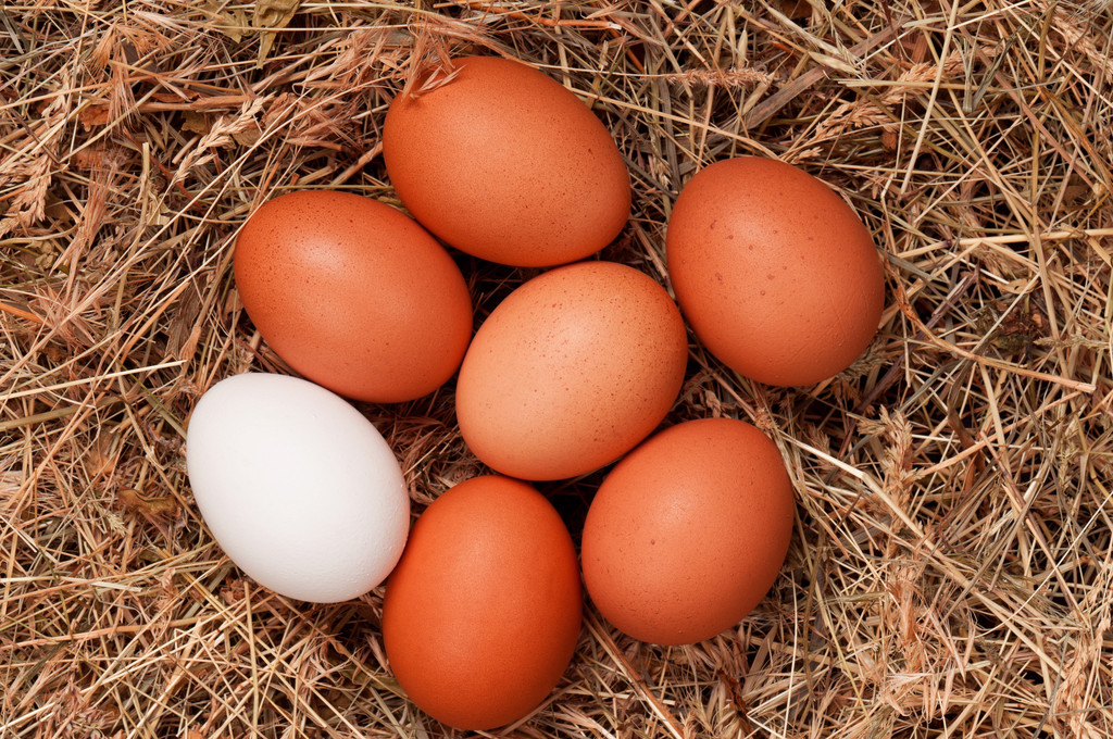 7月供应面较6月份或增加 预计鸡蛋价格或将稳中上涨