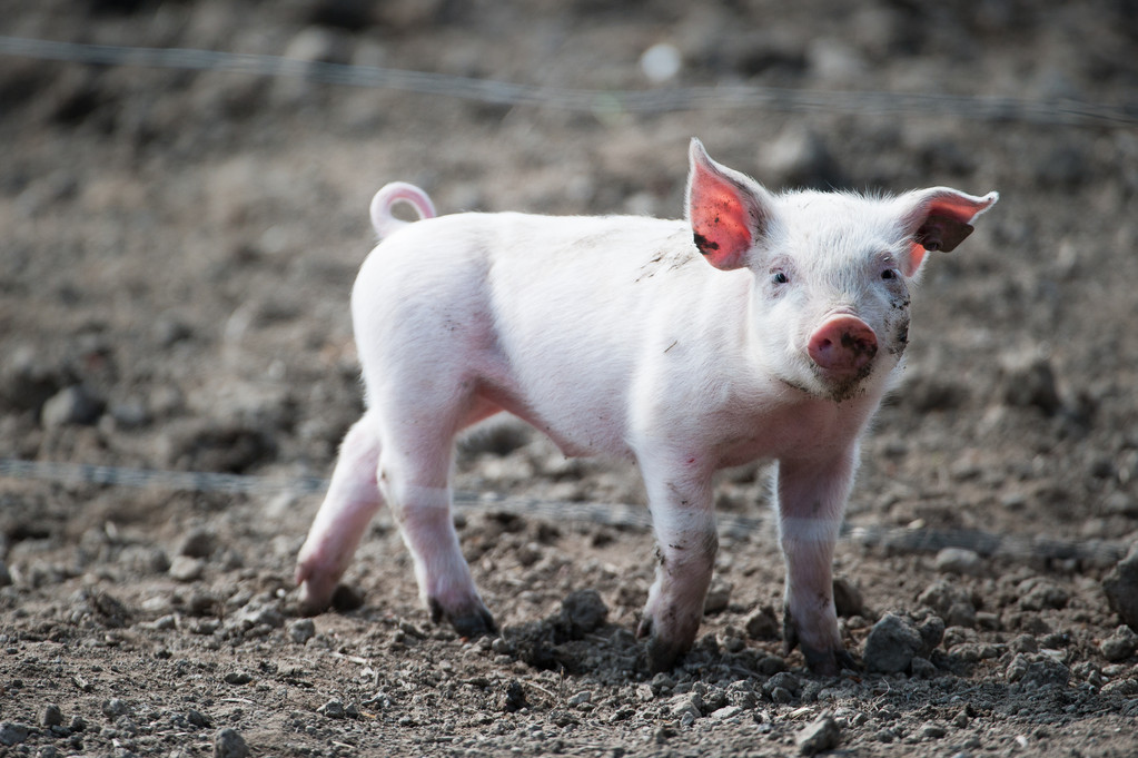 发改委组织会议关切生猪供需形势 短期猪价仍然易涨难跌