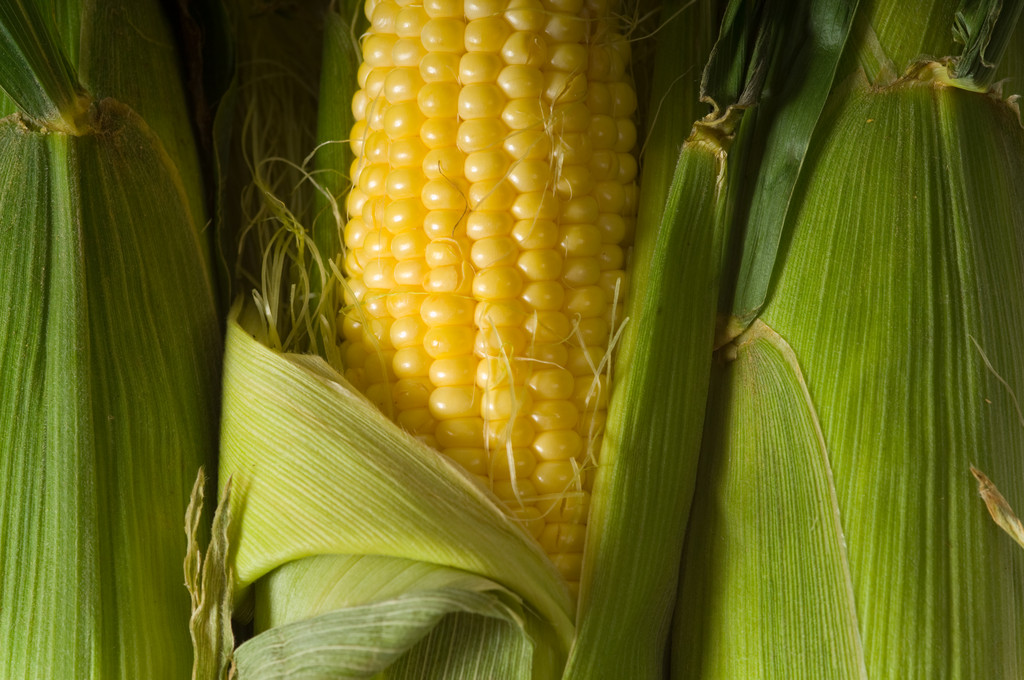 新作种植成本上升 玉米价格或有利好驱动