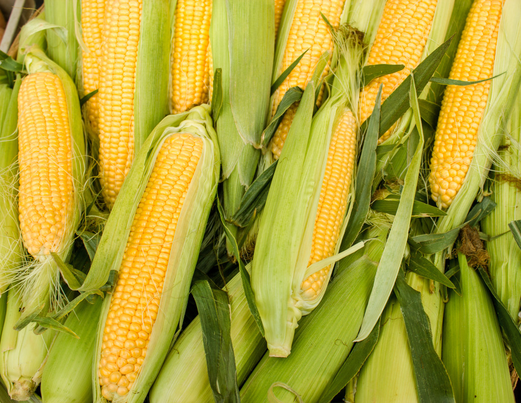 优质粮源渐少 后市玉米价格下跌空间有限