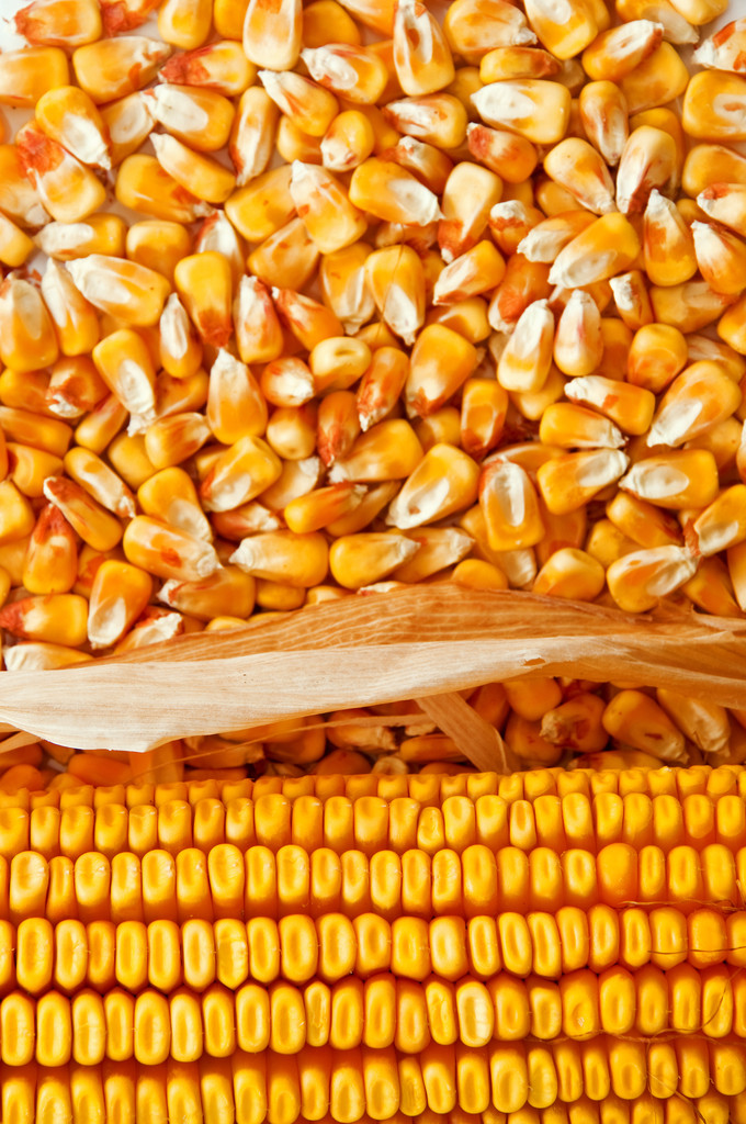 供需矛盾不是很突出 玉米期价有望低位反弹