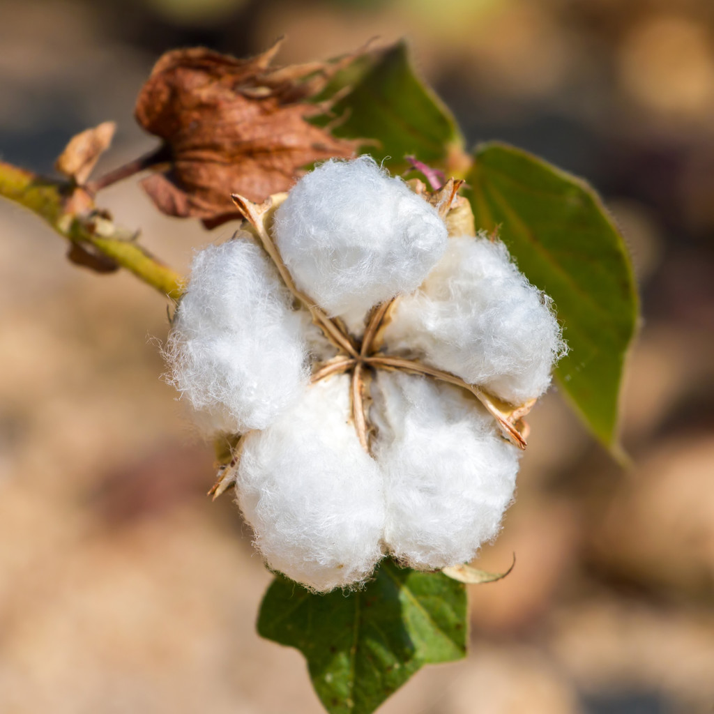减停产放假现象增多 棉花期货反弹高度或较有限