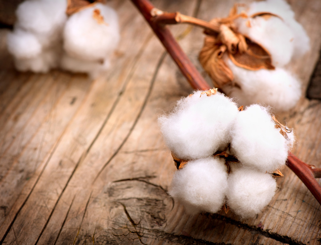 天气忧虑持续影响市场 棉花期货盘面继续下跌有限