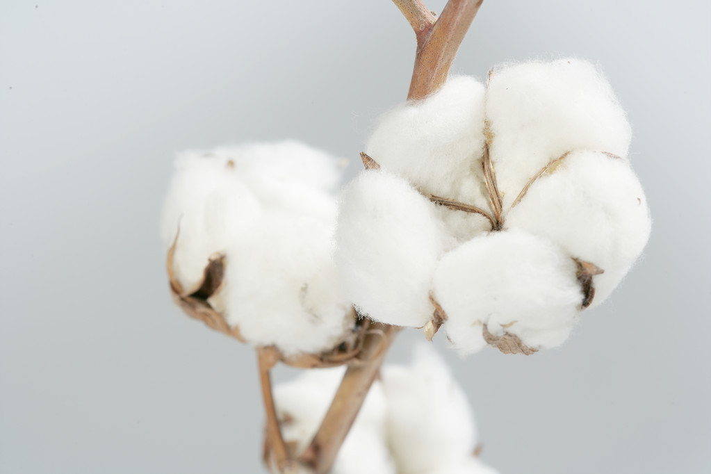 新棉生长情况较良好 棉花期价重心或持续下移