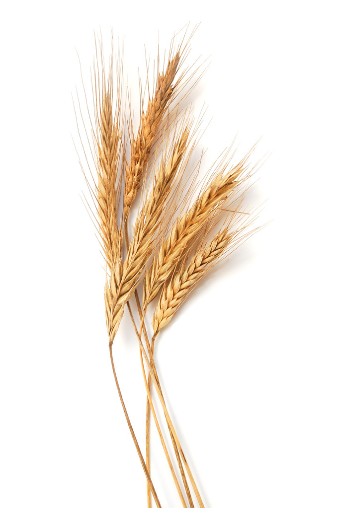 市场多空博弈 预计8月小麦价格将继续小幅波动前行