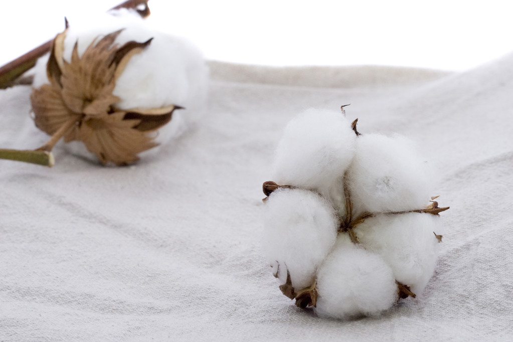 美棉产区干旱加重 国内棉花仍处偏弱周期