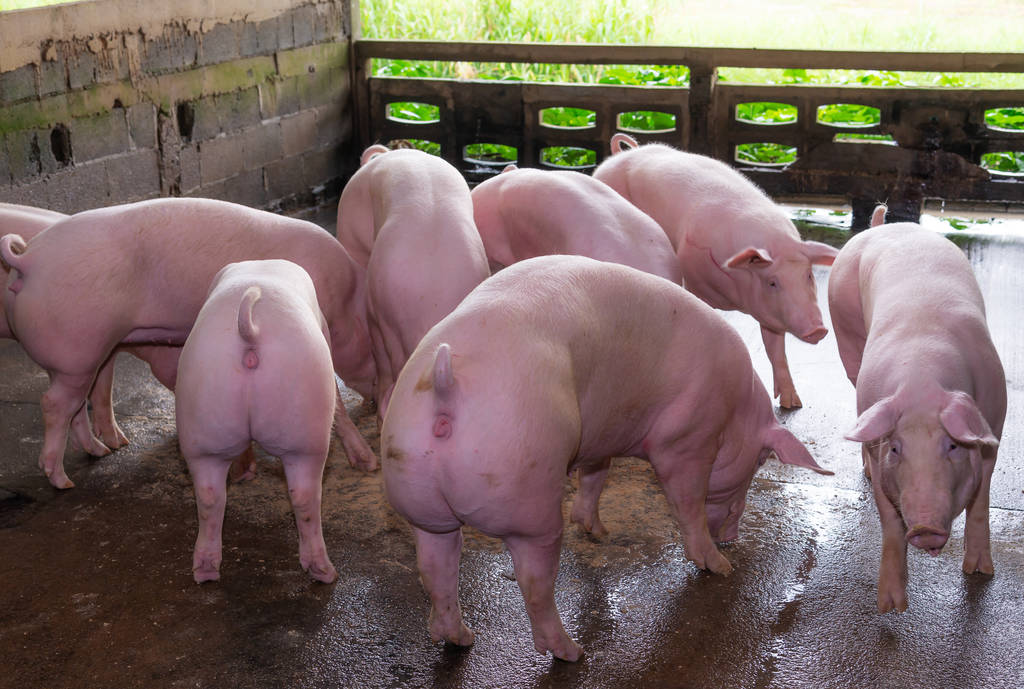 上游养殖端出栏意愿有所增强 短期猪价进入震荡格局