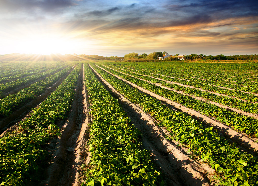 农心科技：研发精准高效的绿色环保农药