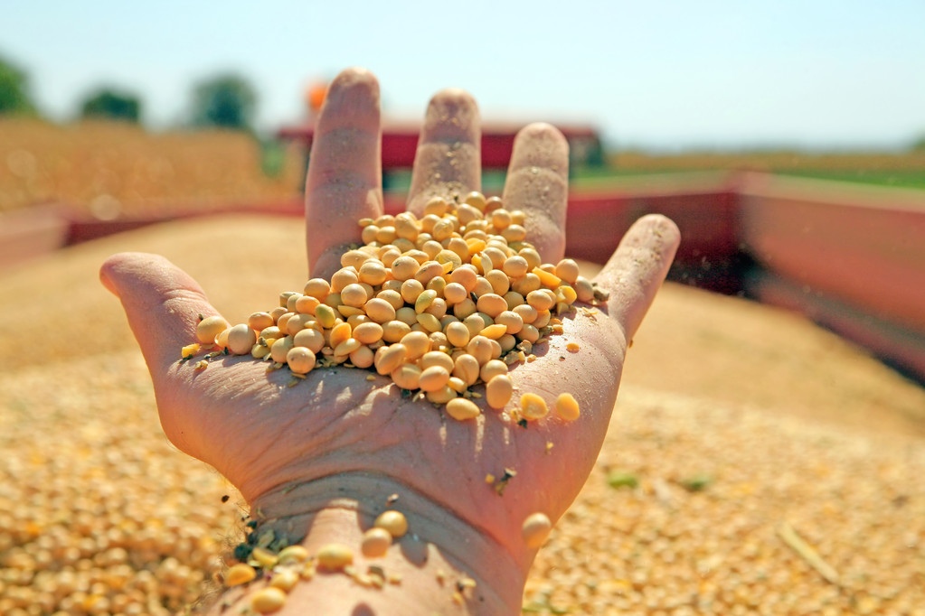 油瓶子被美国控制？中国扭转局面：盐碱地种大豆 每公顷4.5吨！