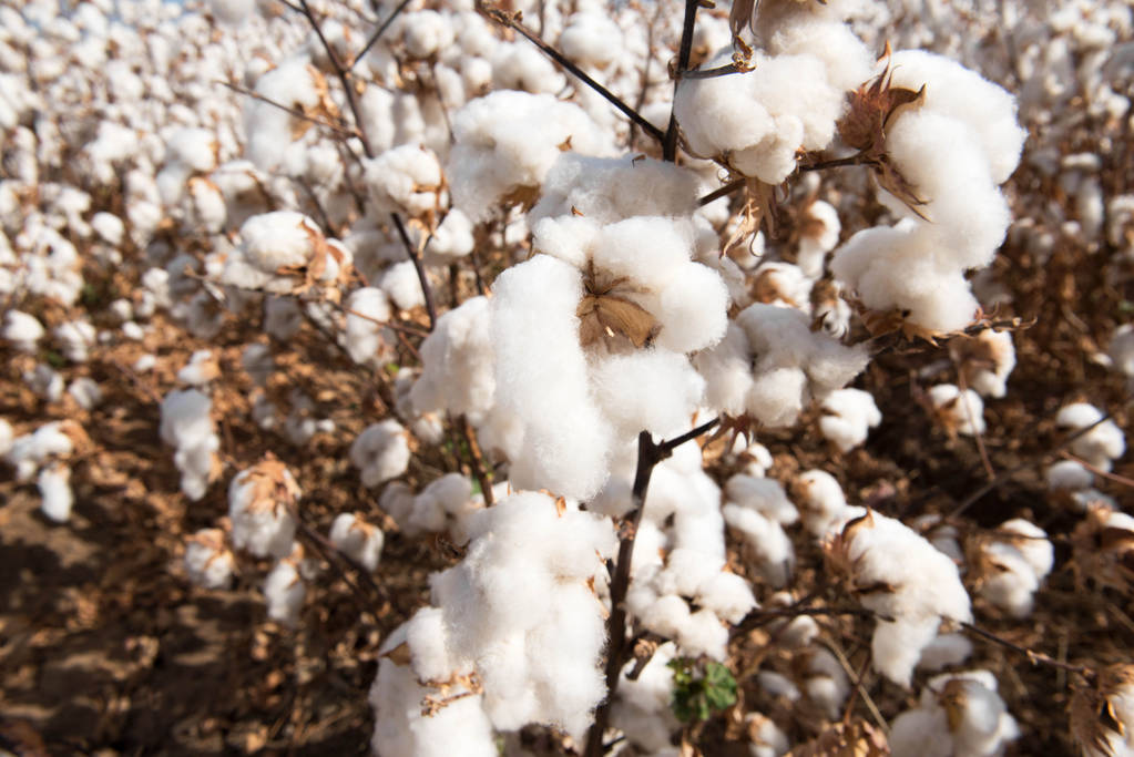纺企采购积极性有所回升 短期棉花现货行情震荡为主