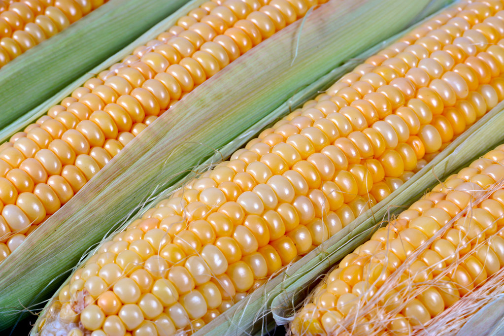 饲料需求未来预期或有好转 短期玉米期货仍以反弹思路对待