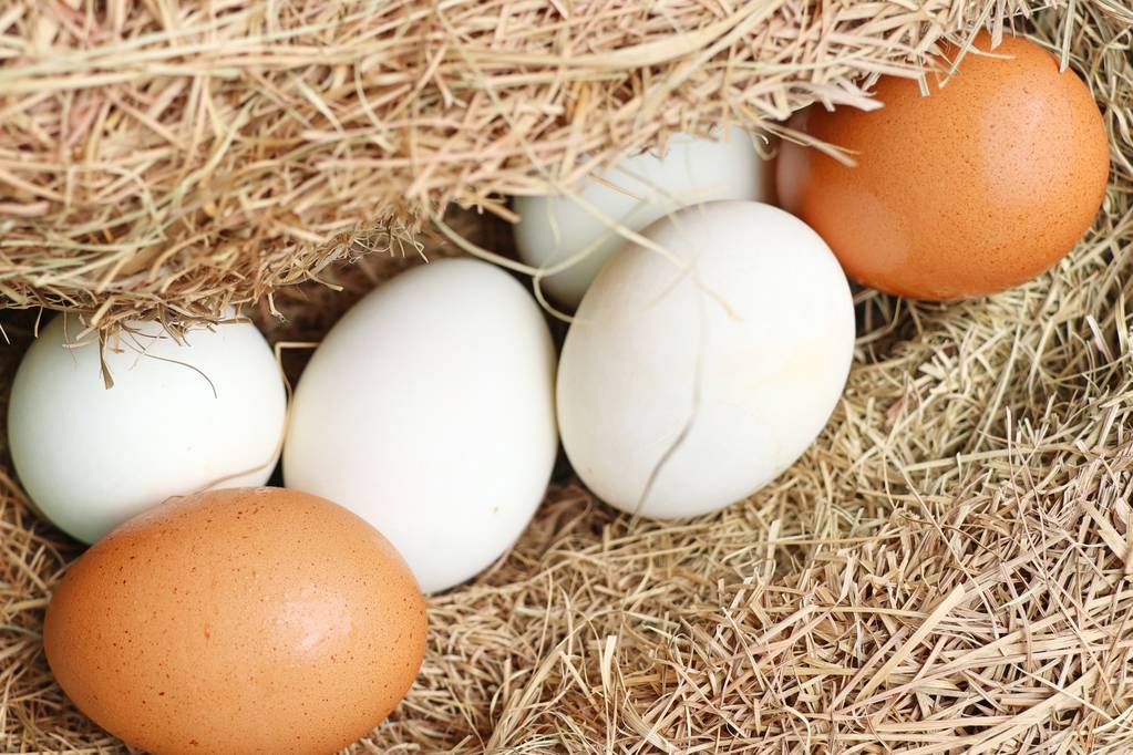 中秋带动需求 预计鸡蛋价格有小幅上涨可能