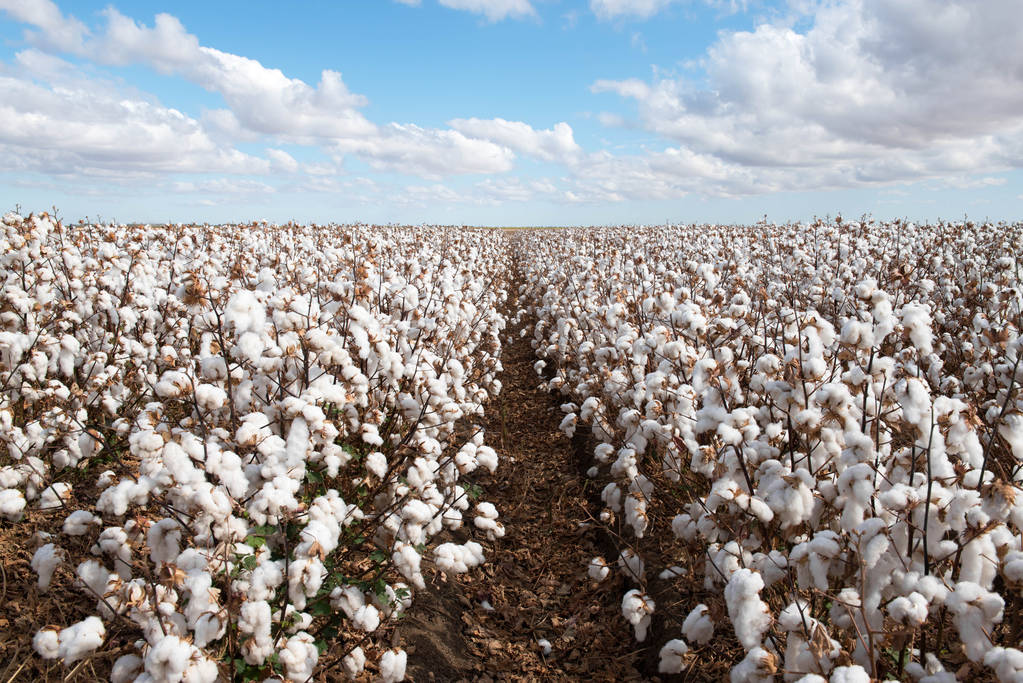 美棉弃耕率达到历史最高 国内棉花上涨高度受限