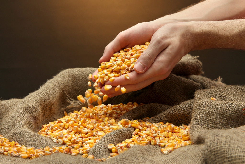 玉米期现价格下跌企稳 新季产情逐步进入视野