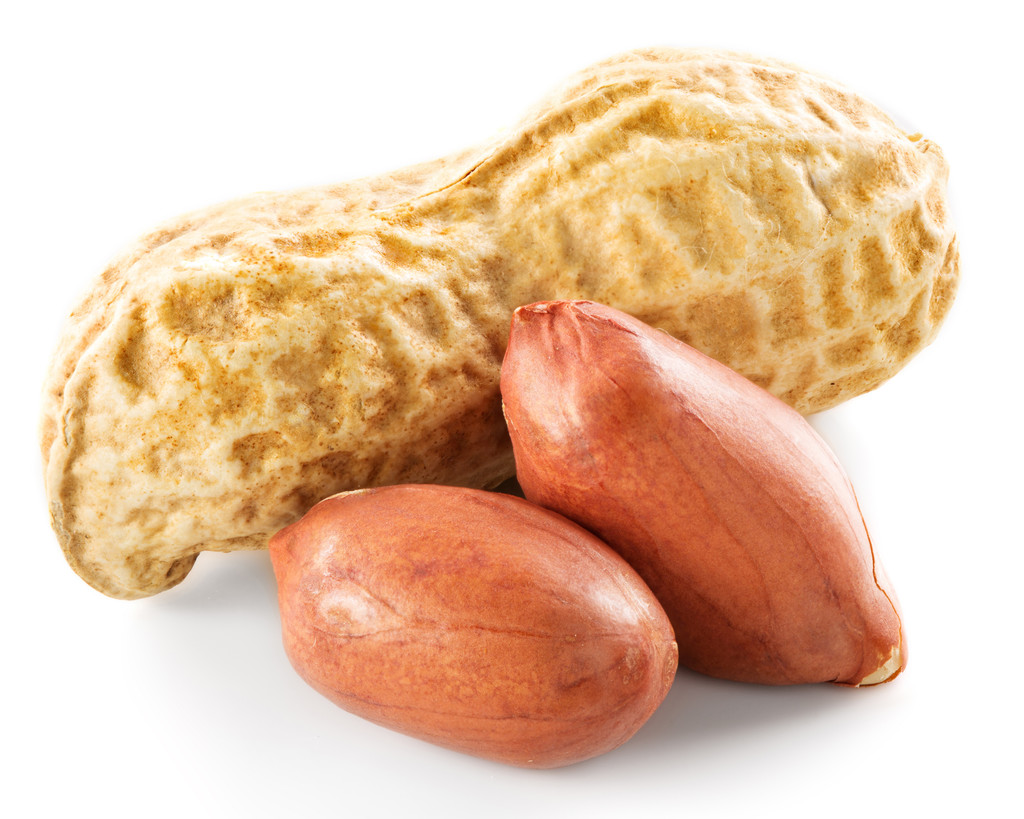 新花生产量开始逐渐明了 花生期货维持窄幅震荡