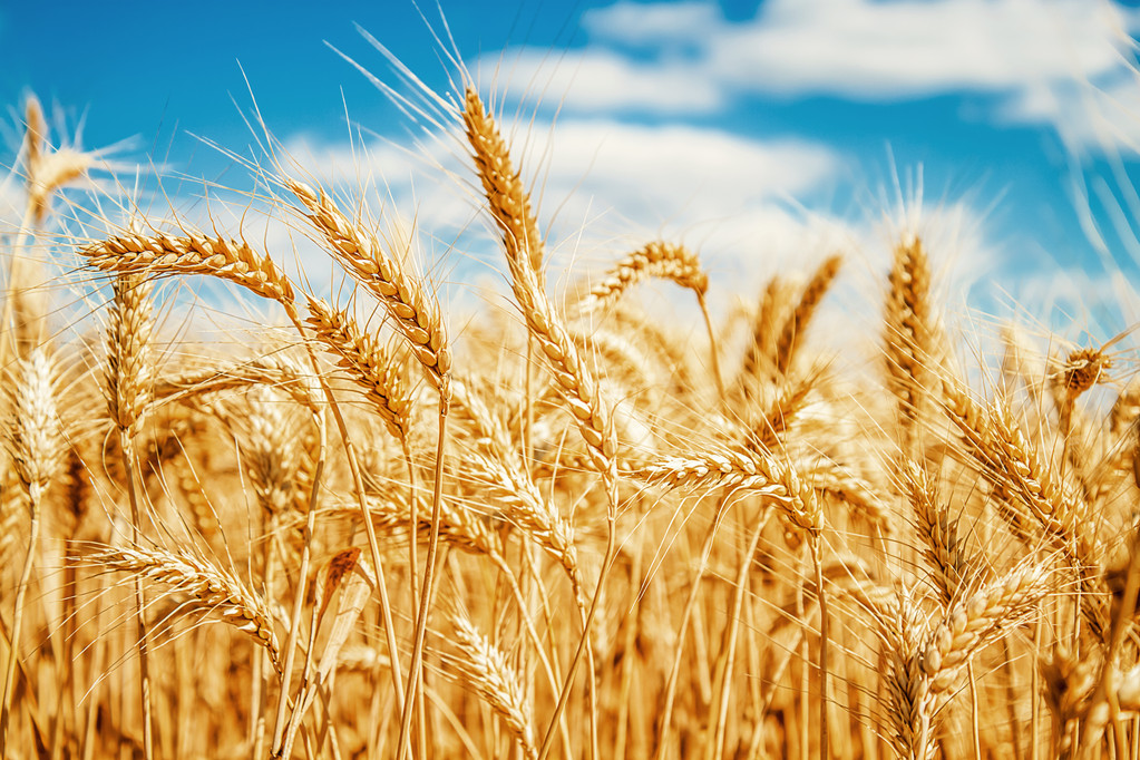 供需博弈陷入僵持 预计9月小麦价格延续小幅震荡前行