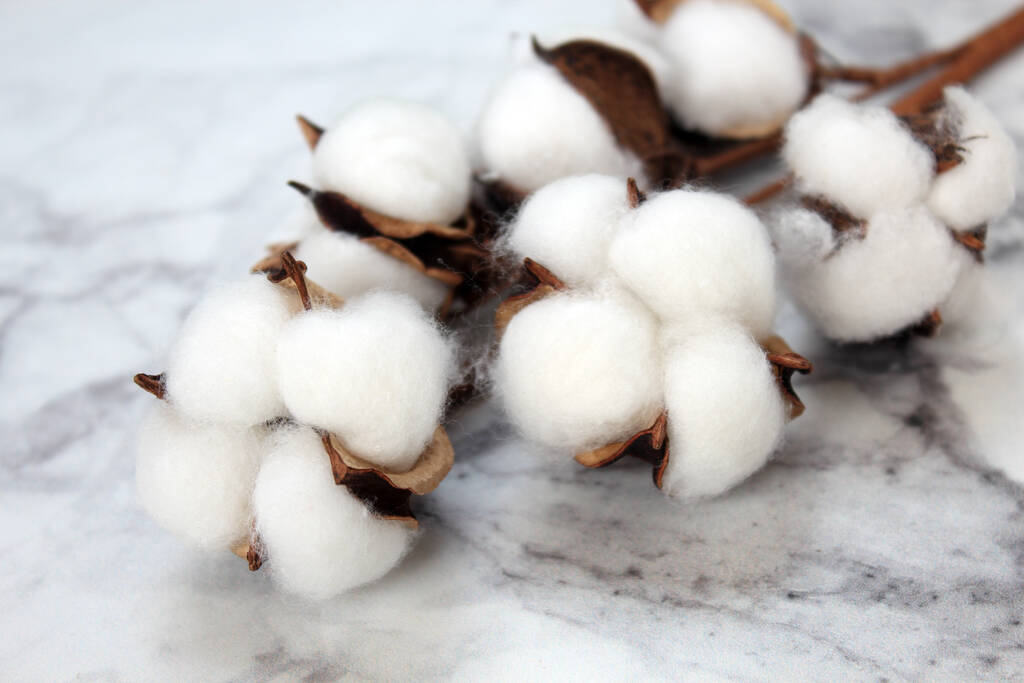 国内产业链状况弱势 棉花市场危机正在逼近