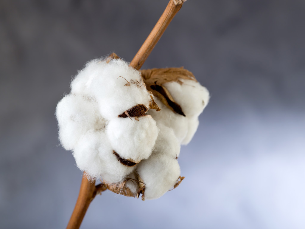 天气炒作难敌消费悲观预期 棉花期货短期低位震荡对待