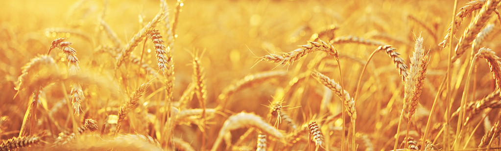 市场供需相对平衡 小麦市场价格整体将相对持稳前行