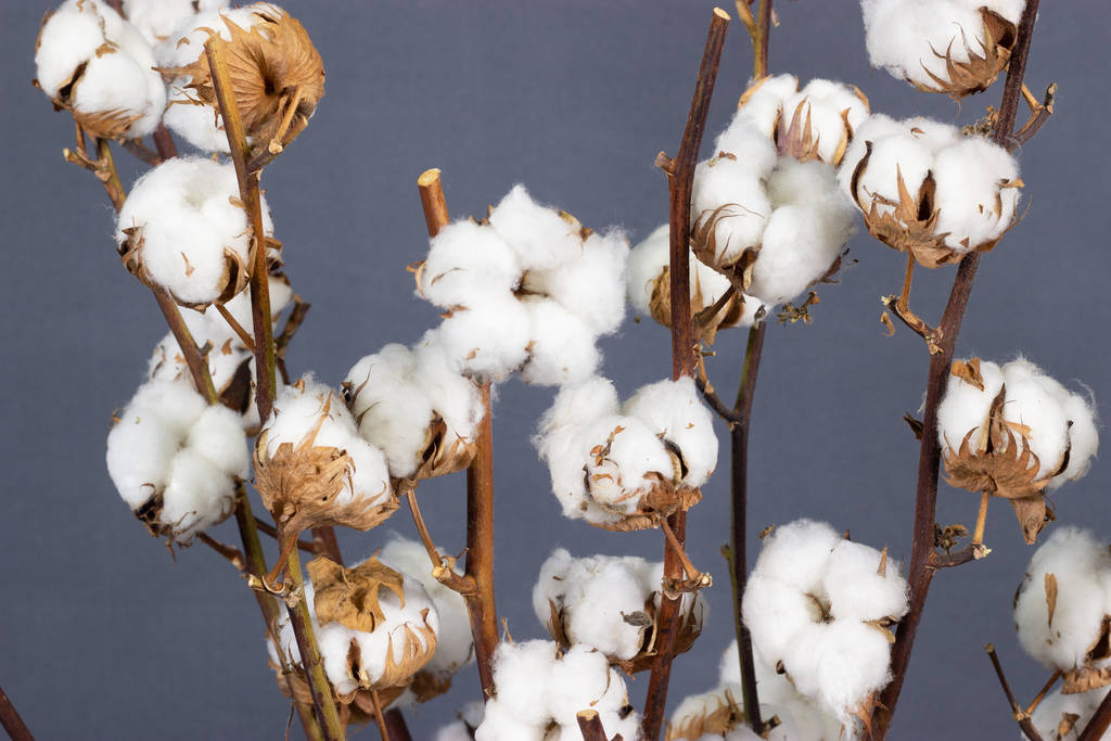 东南亚纺织产能抵触高价 棉花后市或有利空