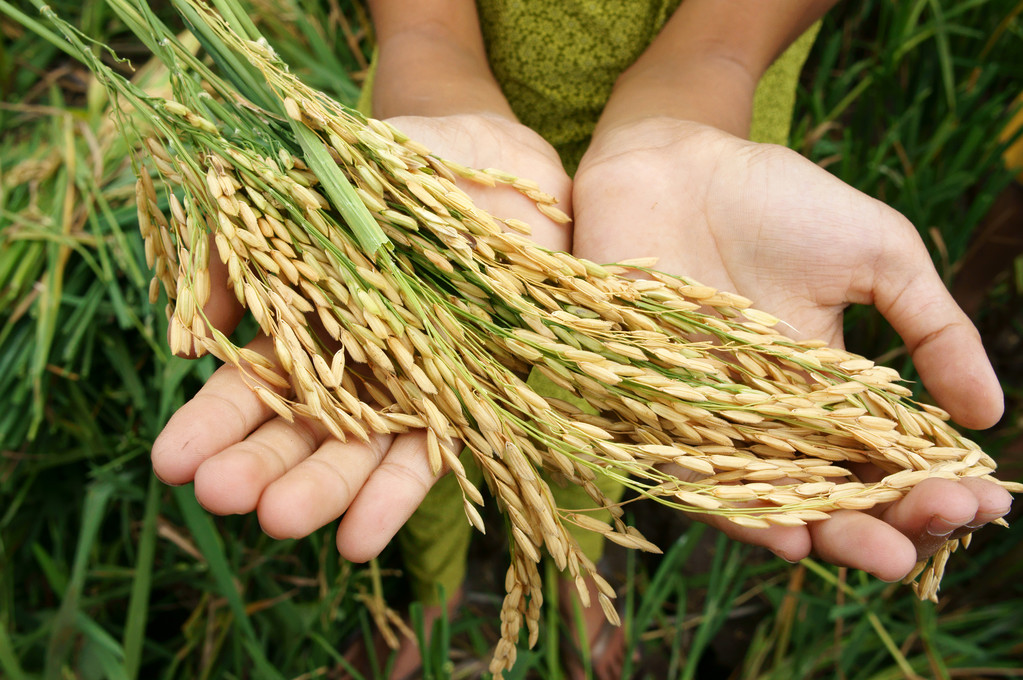 中国水稻研究所与阿里云开展稻作技术合作