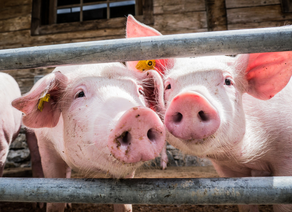 9月冻肉投放力度加大 生猪期货表现承压