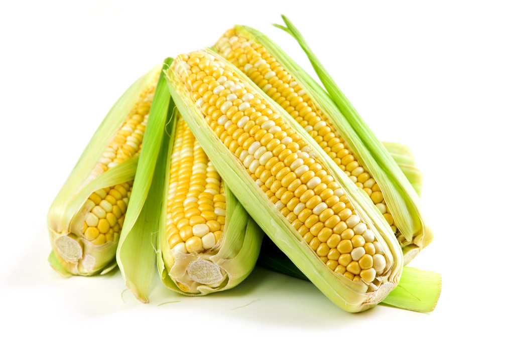 深加工收购积极 四季度玉米市场价格不宜过分悲观