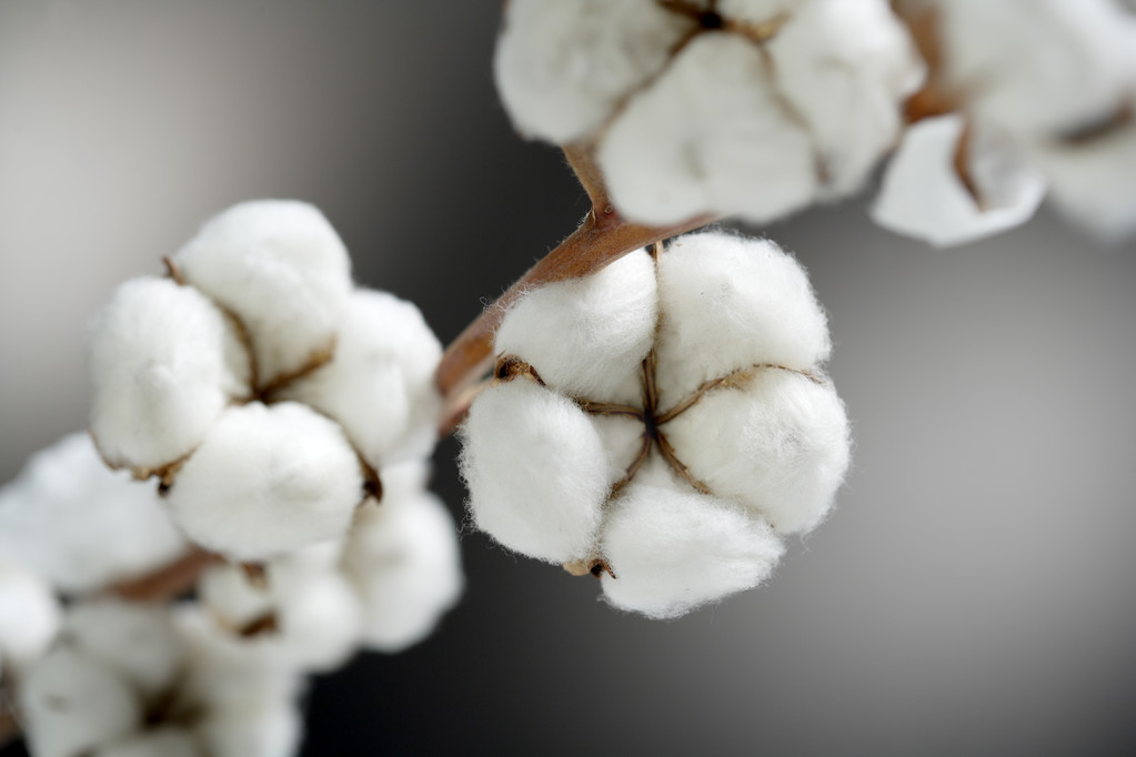 棉花价格压力明显 旺季难达市场预期