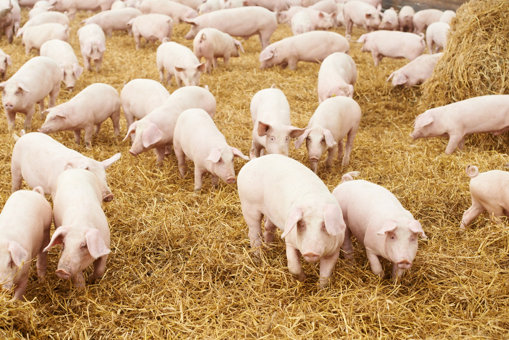 旺季预期提振 10月份猪价或延续上行态势