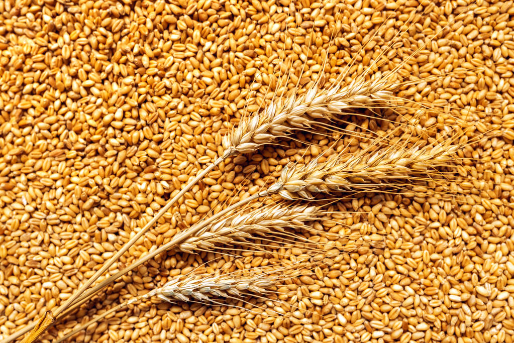 全球粮食需求正被破坏 CBOT小麦市场回落下跌