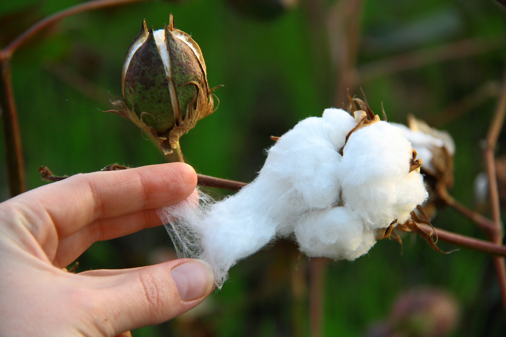报告整体表现利空 棉花期货缺乏反弹的持续性支撑