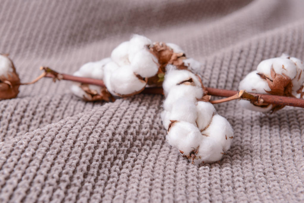 疫情导致供应压力后移 棉花短期内偏强震荡