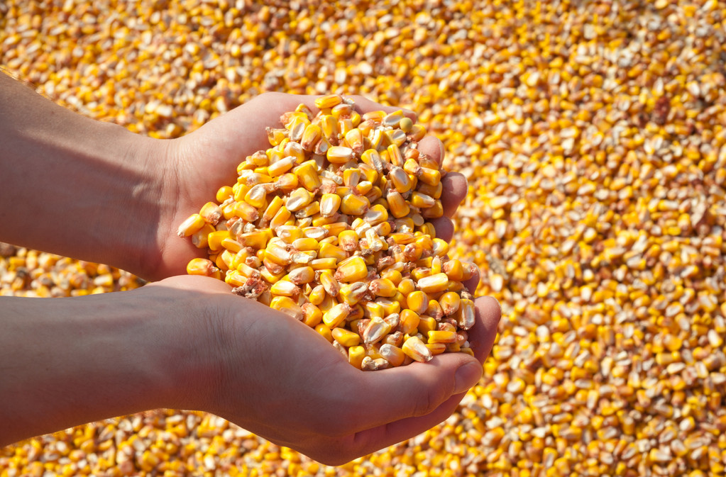 美国“玉米霸权”遭遇挑战！巴西玉米即将赴华 超45家工厂申请！
