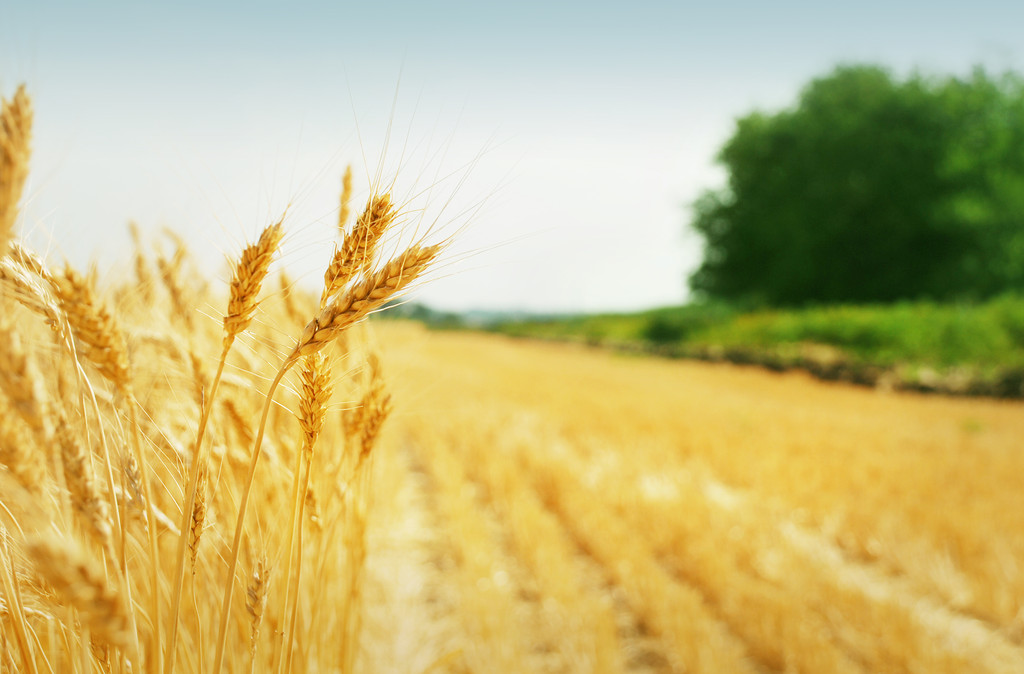 市场供强需弱 后市小麦价格继续上涨动力不足