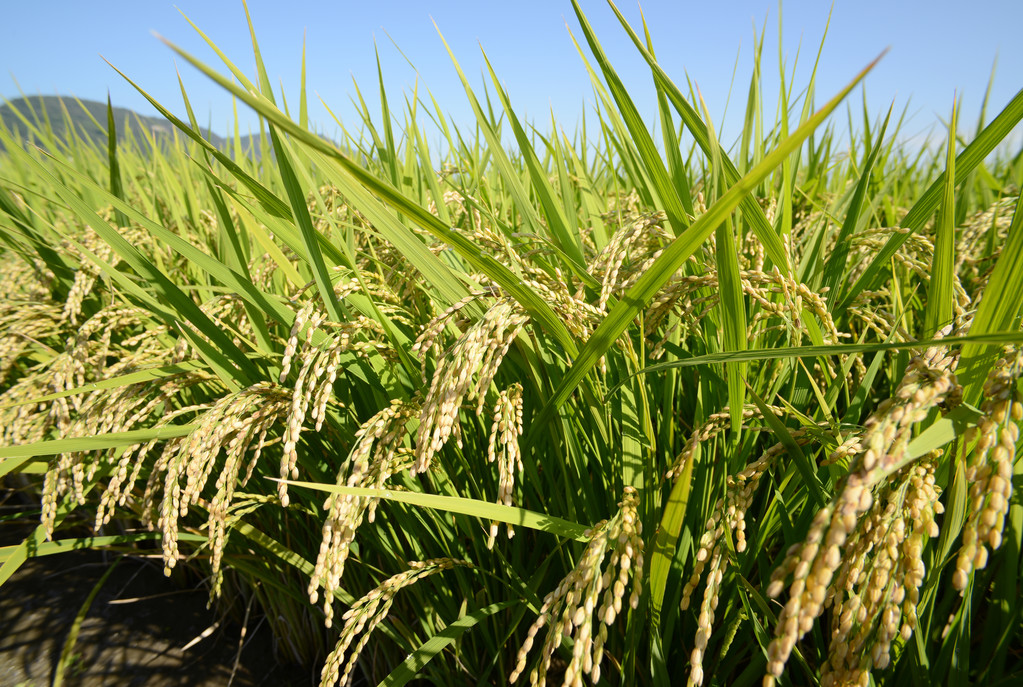 世界唯一！中国多年生水稻：“割一茬还能长” 已推广至17国！