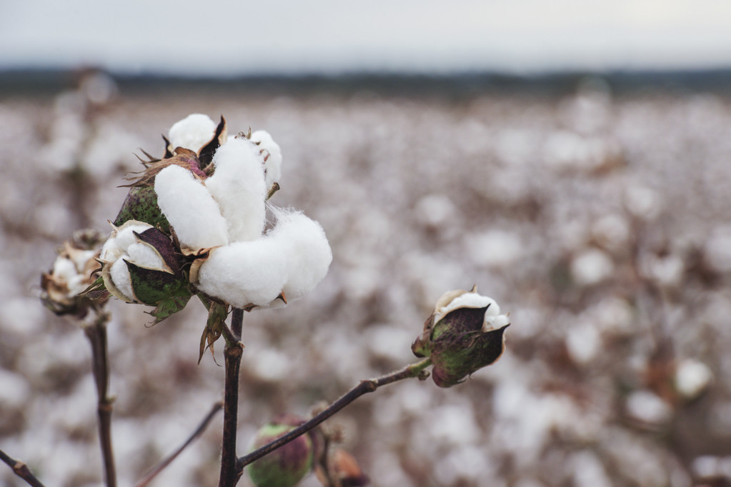 棉花主力跌逾2% 短期棉价震荡运行