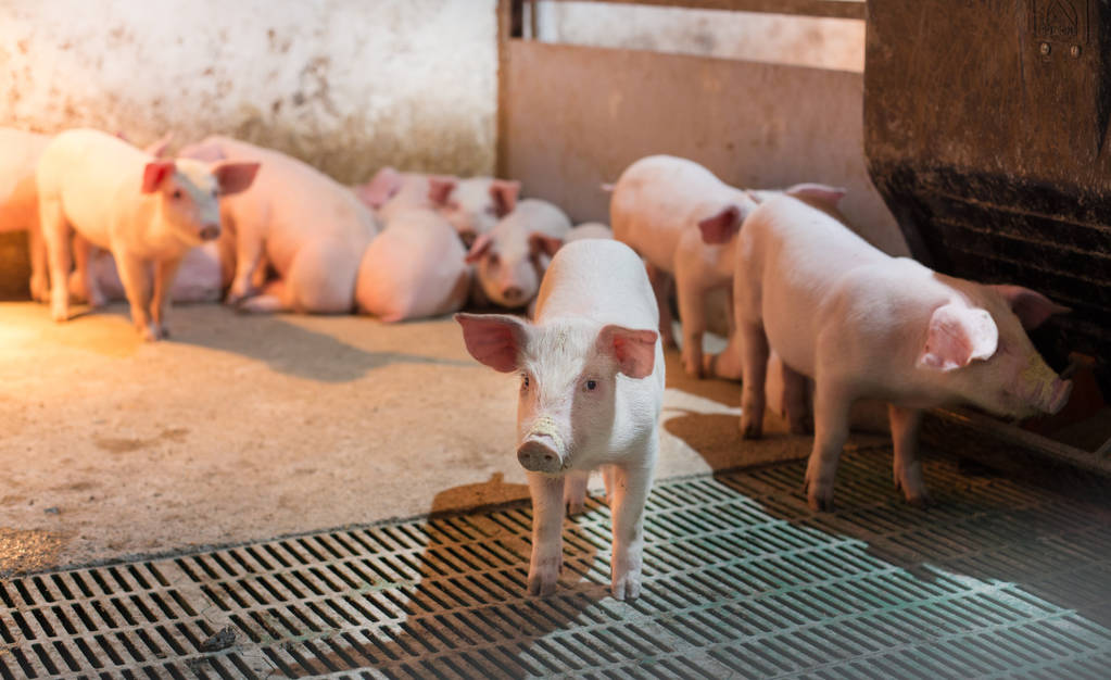 最昂贵“猪疾病”被攻克！基因编辑猪问世 7亿头食用猪有保障！