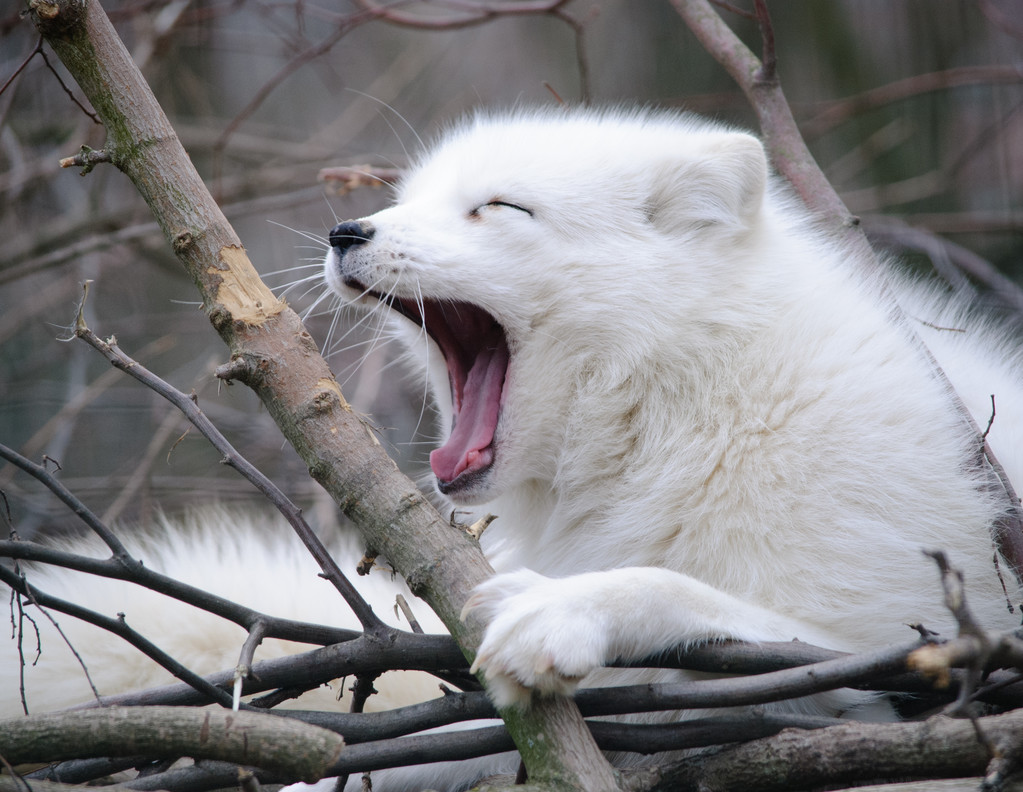 南京市民捡到北极狐 北极狐的养殖条件有哪些？