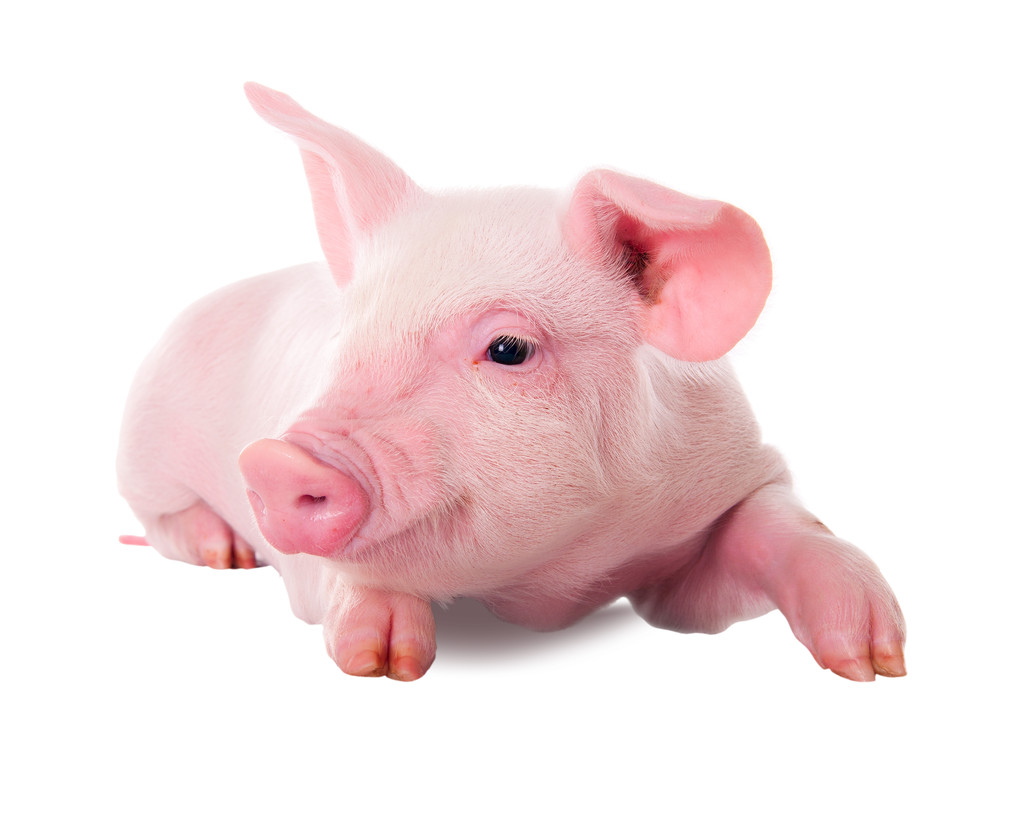 规模养殖场出栏增加 生猪期货回吐10月涨幅
