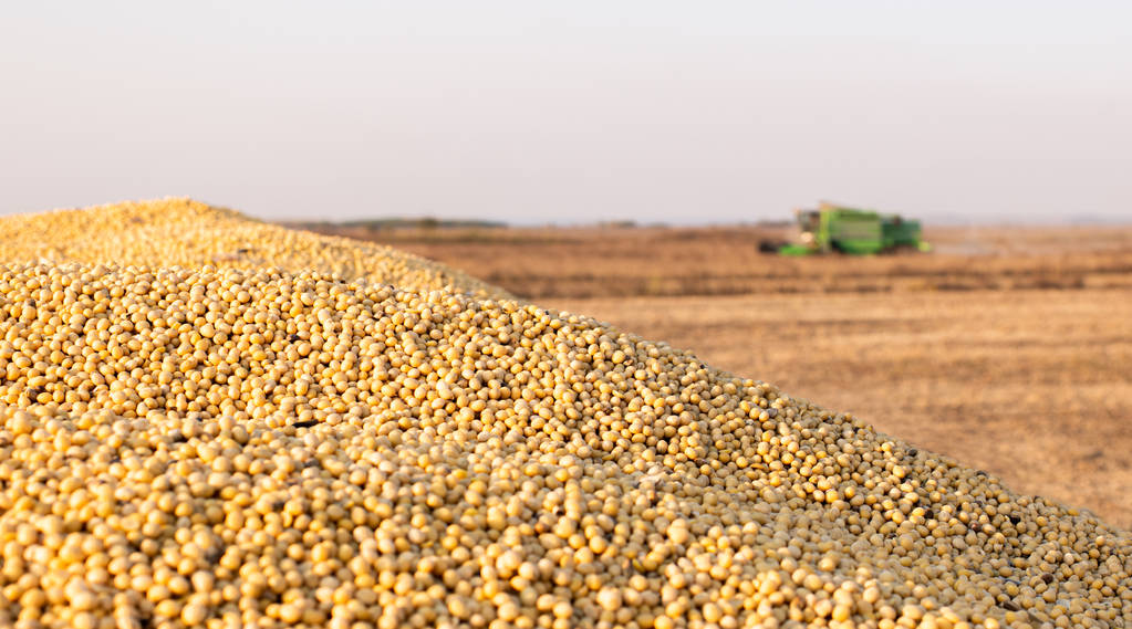 美豆收获工作进入尾声 CBOT小麦上涨提振大豆价格