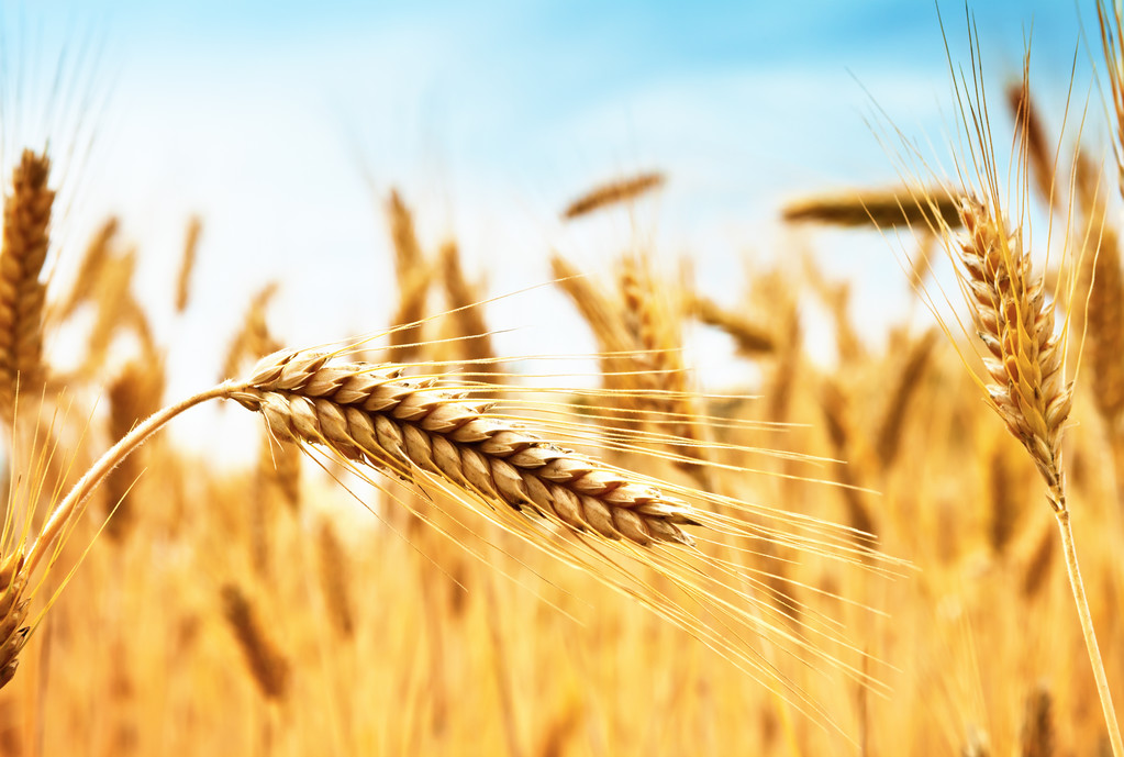 供需平稳 预计11月小麦价格将小幅震荡前行