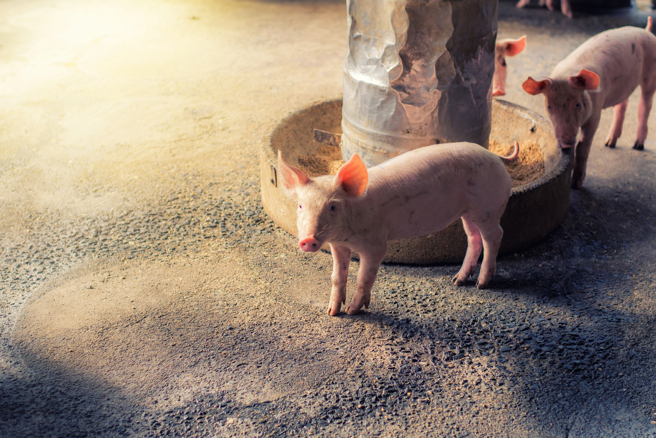 养猪成本越来越高 饲料已逼近国内普通大米的价格