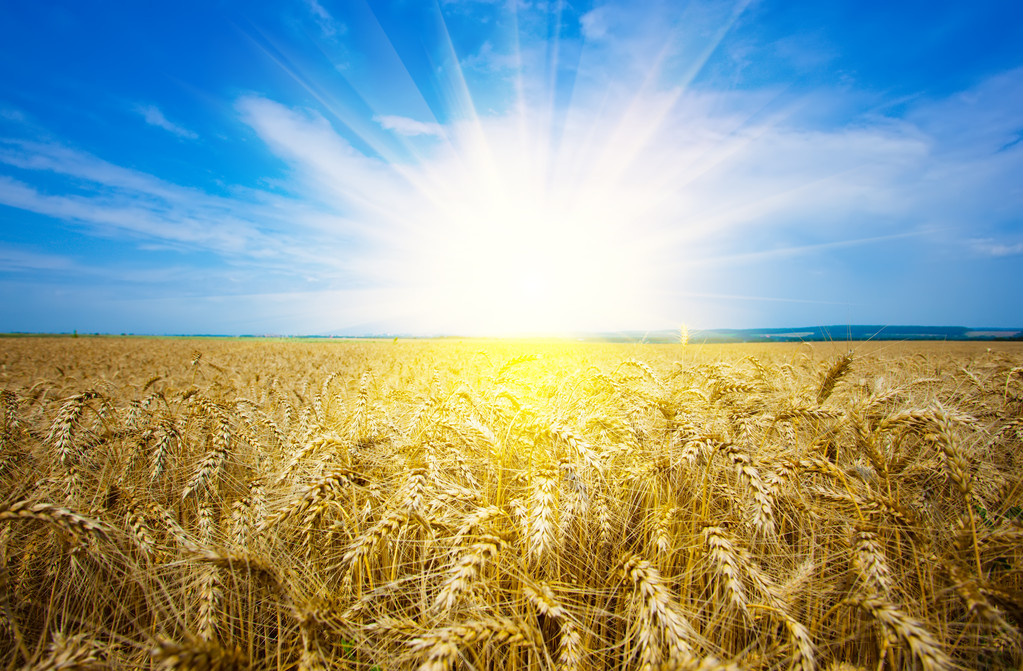 市场可流通粮源下降 短期内小麦市场价格将继续坚挺运行